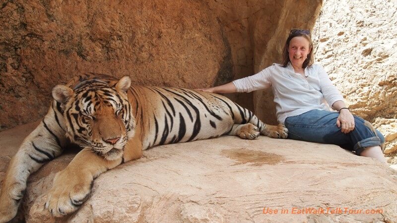 Tiger temple tour and other animal tours in Thailand