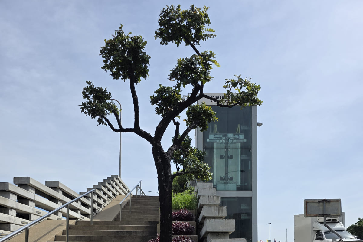 Bangkok pok kloa bridge